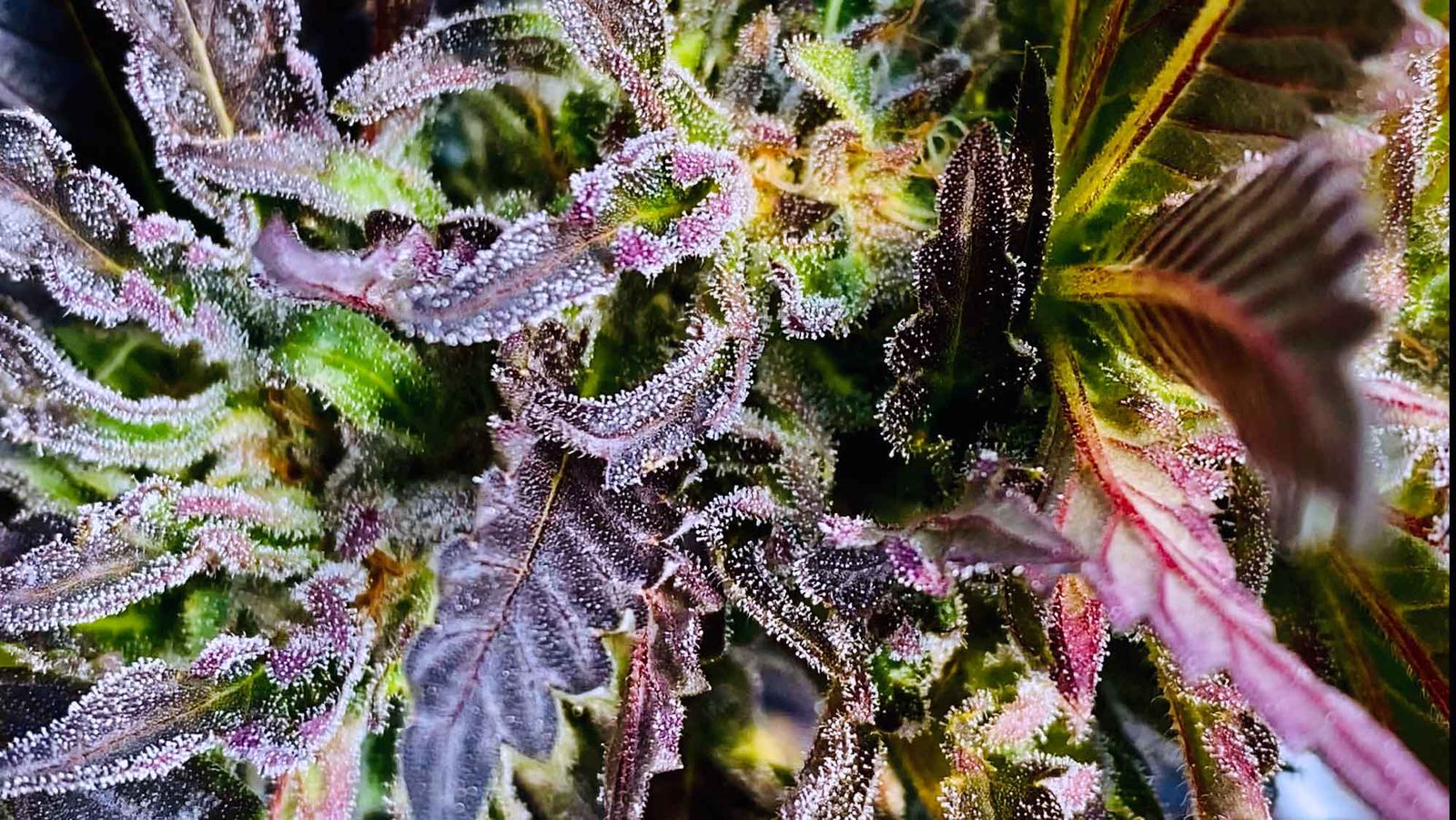 TEWNC Farms work sample